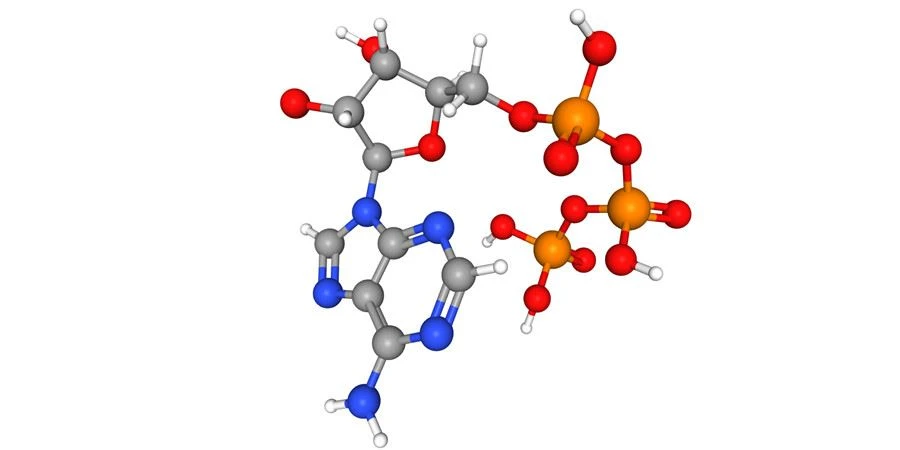 adenosine triphosphate disodium Y