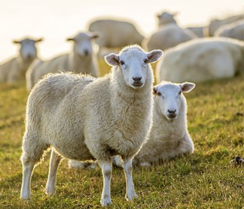 Que faire si les vaches, les moutons et les porcs ont des problèmes respirato...
