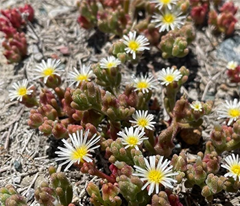 Les plantes succulentes peuvent en fait être utilisées comme médicaments !