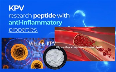 Que sont les sérine protéases ? Pourquoi sont-ils si importants pour la santé...