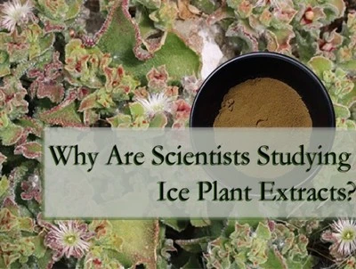 Pourquoi les scientifiques étudient-ils les extraits de plantes à glace
