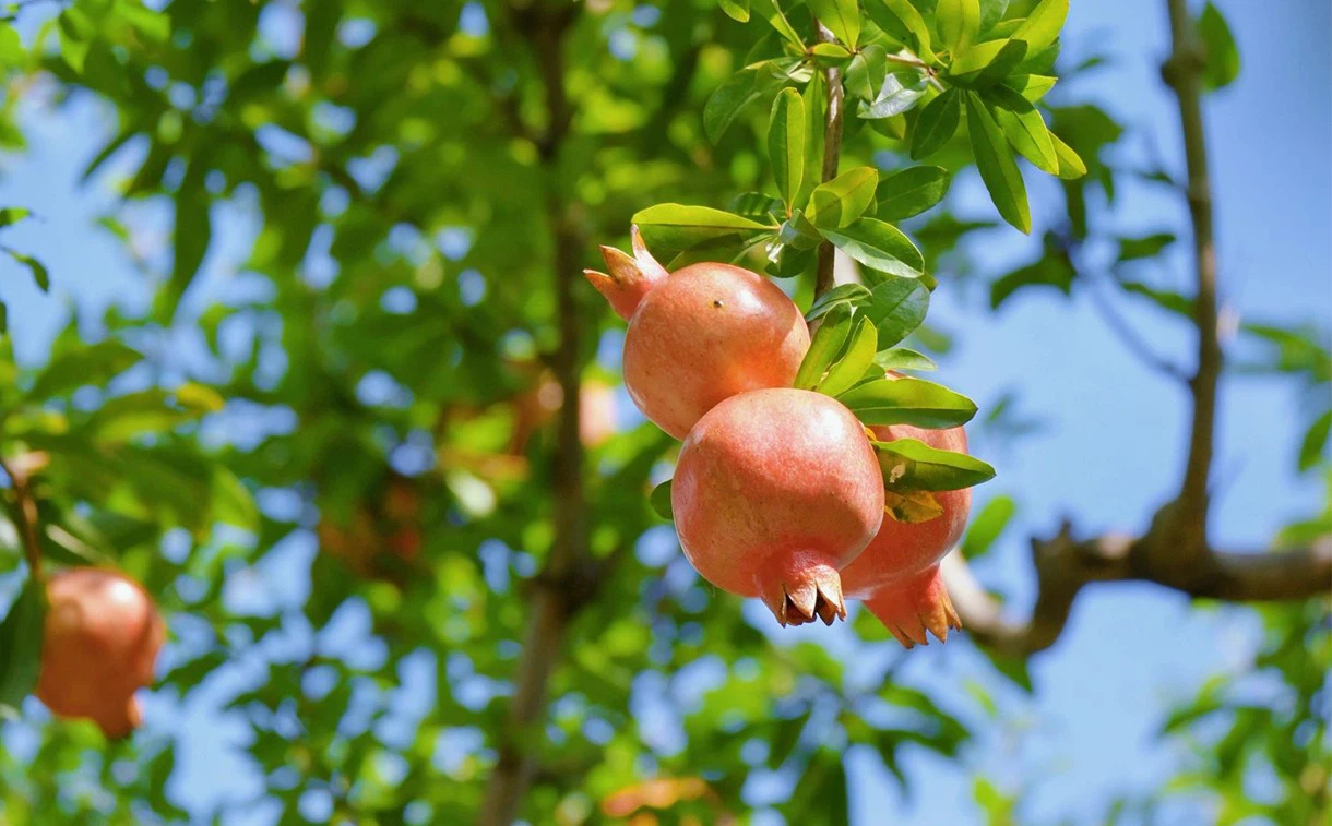Pomegranate Fruit Powder-3