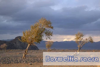 34Boswellia serrata extract powder 34Boswellia serrata extract powder