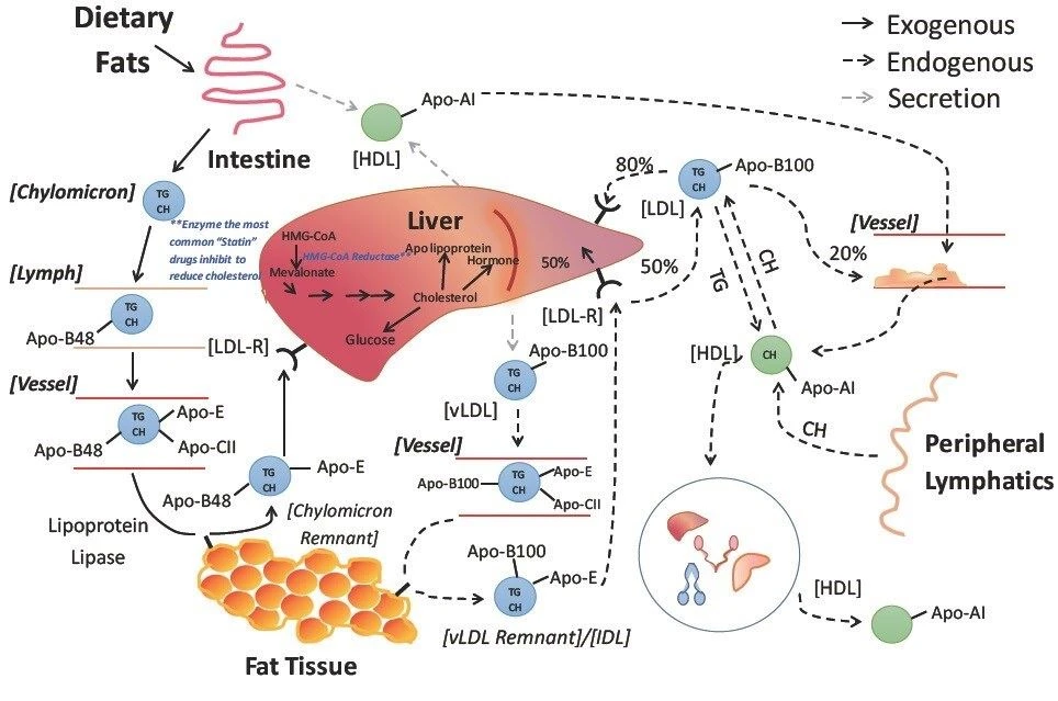 Fat metabolism